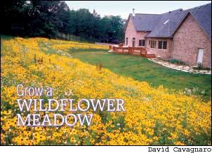 Grow a Wild Flower Meadow Image